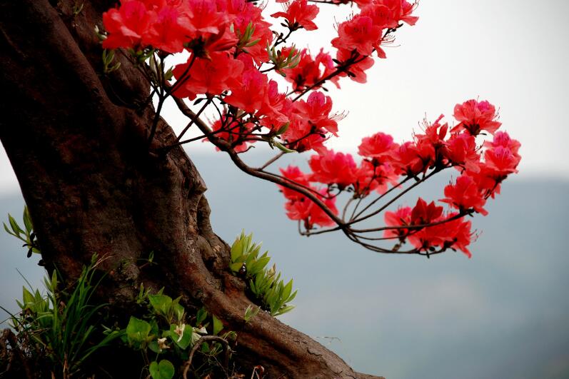 尊龙凯时 - 人生就是搏!